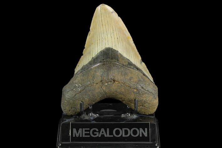 Fossil Megalodon Tooth - North Carolina #124691